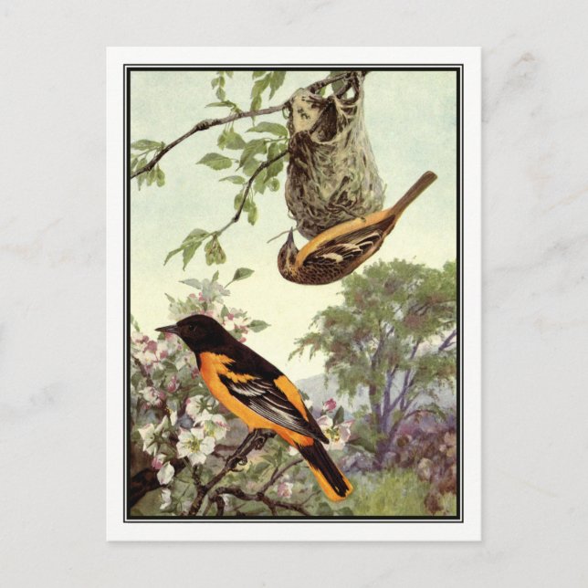Vintage Baltimore Oriole by Robert Bruce Horsfall Postcard (Front)
