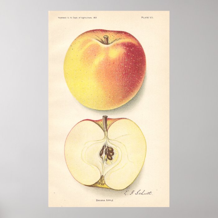 Vintage Banana Apple Poster