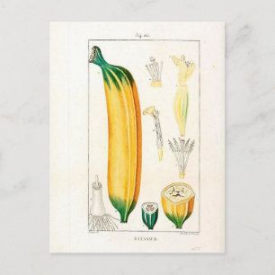 Vintage Banana Botanical Print Postcard