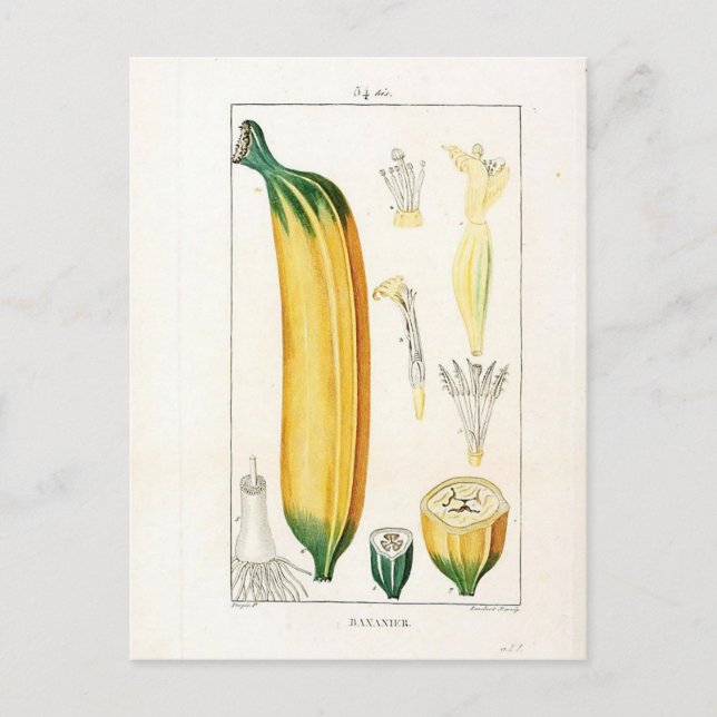 Vintage Banana Botanical Print Postcard (Front)