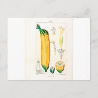 Vintage Banana Botanical Print