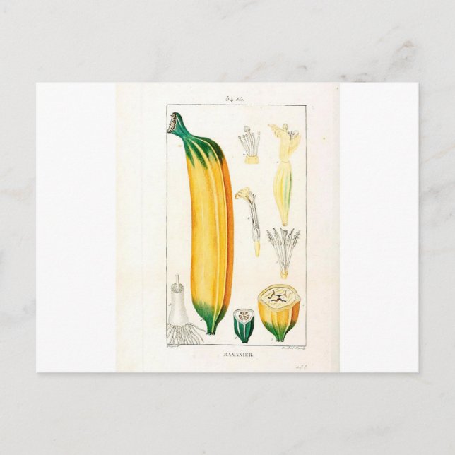 Vintage Banana Botanical Print Postcard (Front)