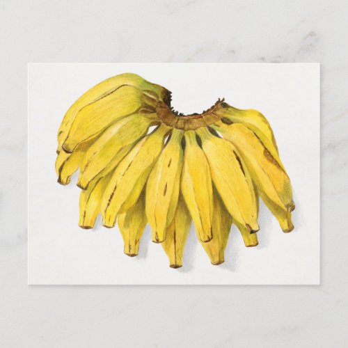 Vintage Banana Fruit Watercolor Painting Postcard