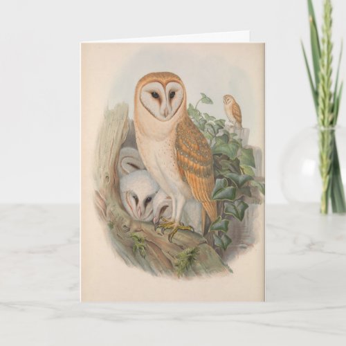 Vintage Barn Owl Bird Blank Note Card