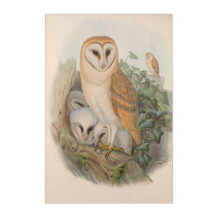Vintage Barn-Owl Bird_GC - Acrylic Print