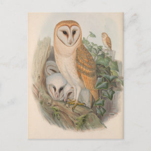 Vintage Barn Owl Bird Postcard