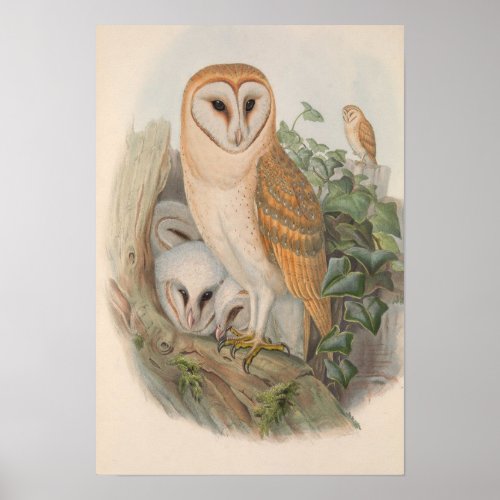 Vintage Barn Owl Bird Poster