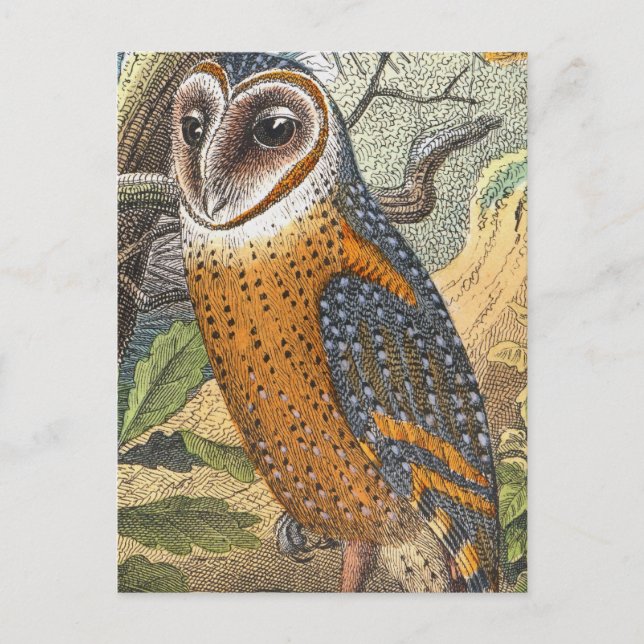 Vintage Barn Owl Painting Postcard (Front)