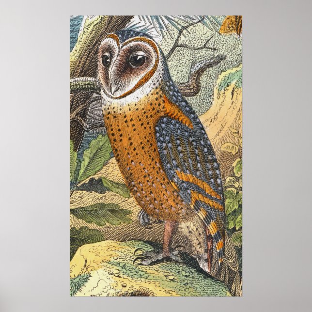 Vintage Barn Owl Painting Print (Front)