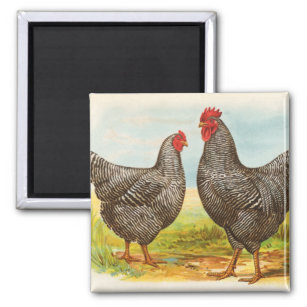 Vintage Barred Plymouth Rock Chickens Magnet