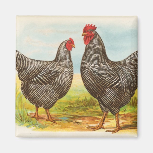 Vintage Barred Plymouth Rock Chickens Magnet (Front)