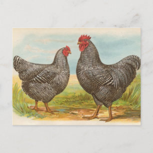 Vintage "Barred Plymouth Rock Chickens" Postcard