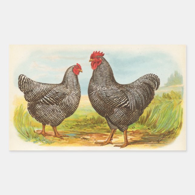 Vintage Barred Plymouth Rock Chickens Stickers (Front)