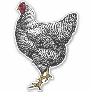 Vintage Barred Rock Plymouth Chicken Sticker