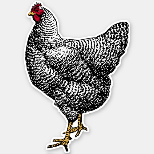 Vintage Barred Rock Plymouth Chicken Sticker