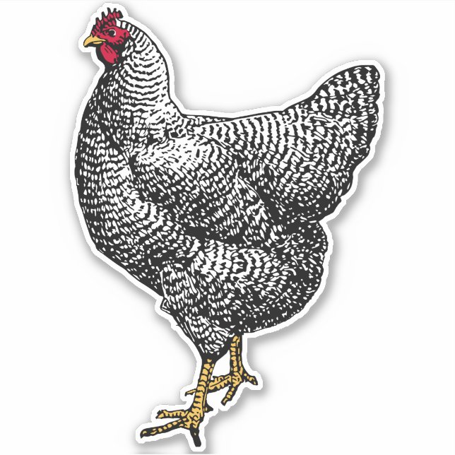 Vintage Barred Rock Plymouth Chicken Sticker (Front)