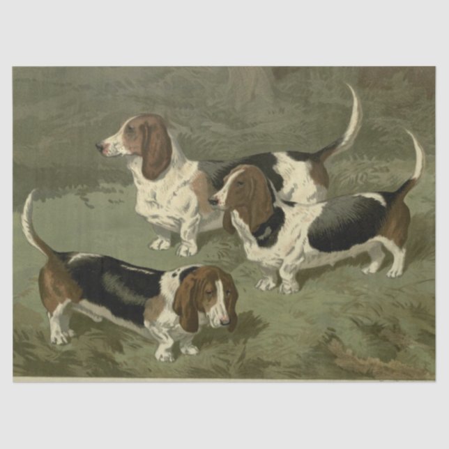 Vintage Basset Hounds Tissue Paper (Front)