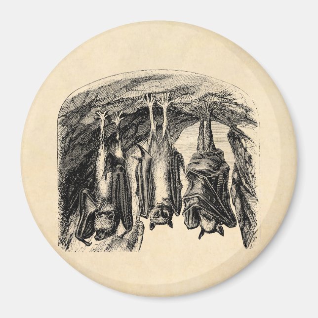 Vintage Bat 1800s Flying Fox Bat Magnet (Front)