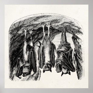 Vintage Bat 1800s Flying Fox Bat Poster