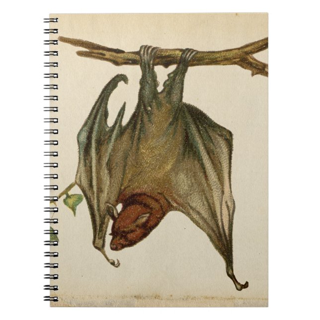 Vintage Bat Colour Illustration Notepad /  Notebook (Front)
