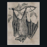 Vintage Bat Postcard<br><div class="desc">To the best of my knowledge these images are in public domain and believed to be free to use without restriction in the US.
Please contact me if you discover that any of these images are not in Public Domain.</div>