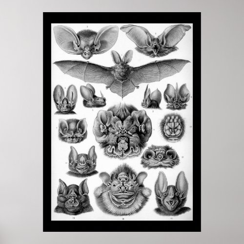 Vintage bats by Ernest Haeckel Poster