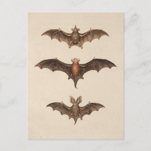 Vintage Bats Halloween Postcard