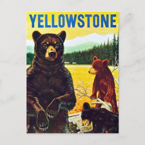 Vintage Bears in Yellowstone Travel Postcard