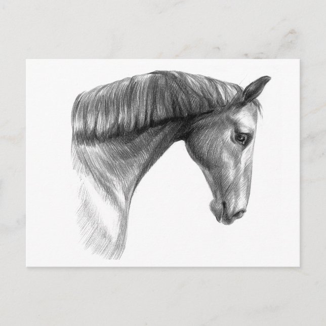 Vintage Beautiful Dark Horse Postcard (Front)