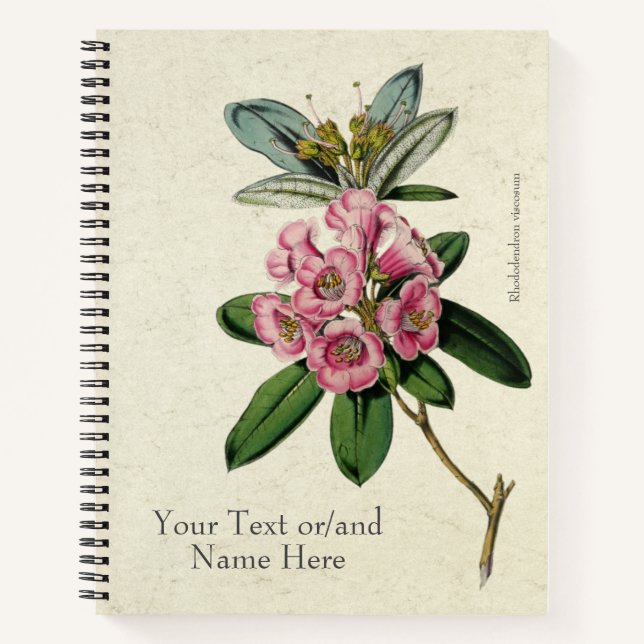 Vintage Beautiful Rhododendron viscosum Notebook (Front)
