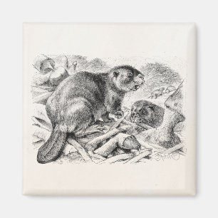 Vintage Beaver Illustration Retro Beavers and Dam Magnet