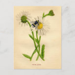 Vintage Bee And Daisy Postcard at Zazzle