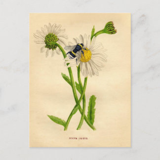 Vintage Bee and Daisy Postcard