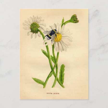 Vintage Bee And Daisy Postcard
