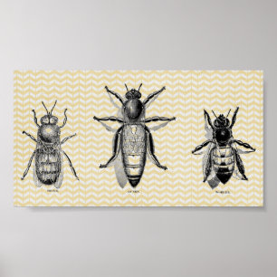 Vintage Bee Art Poster
