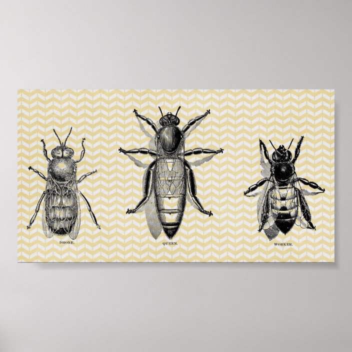 Vintage Bee Art Poster | Zazzle.com