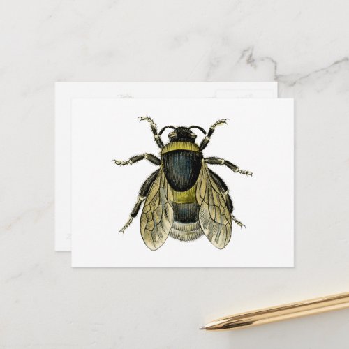 Vintage Bee Black and Yellow Antique Honey Bees Postcard