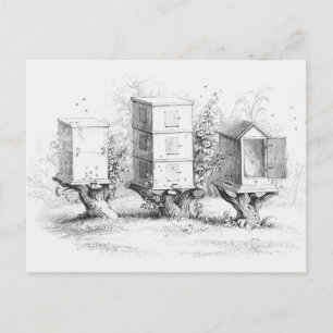 Vintage Bee Boxes Honey Postcard