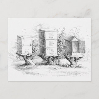Vintage Bee Boxes Honey Postcard