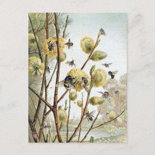 Vintage Bee Illustration Postcard