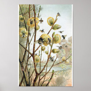 Vintage Bee Illustration Poster