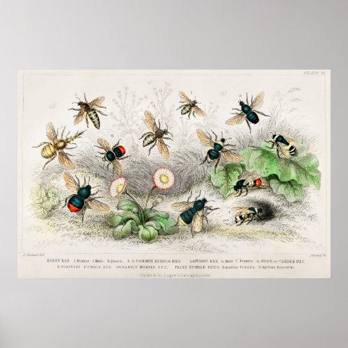 Vintage Bee Illustration Poster