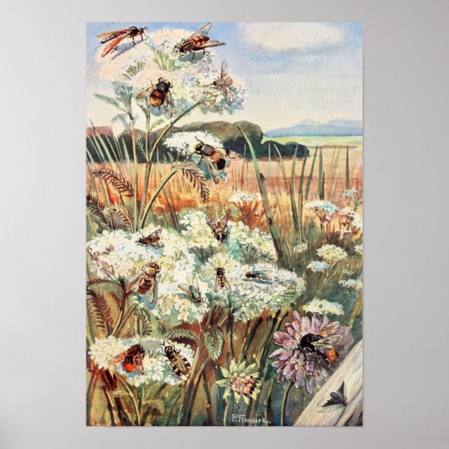 Vintage Bee Illustration Poster (Front)