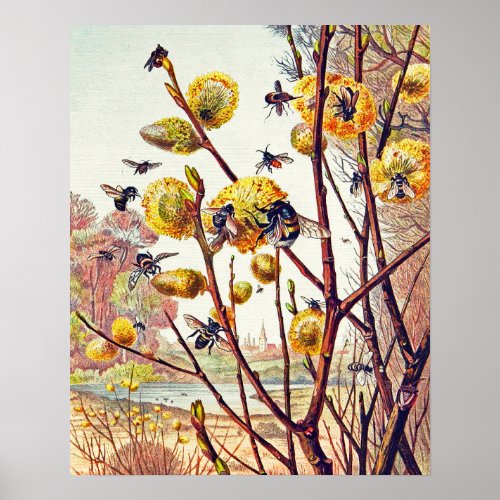 Vintage Bees Insects Spring Willow Blossom Small Poster