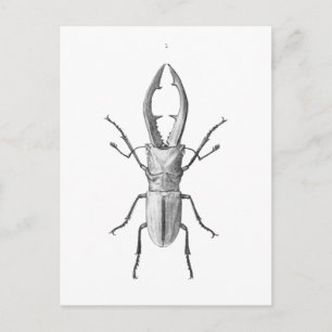 Vintage beetle illustration card