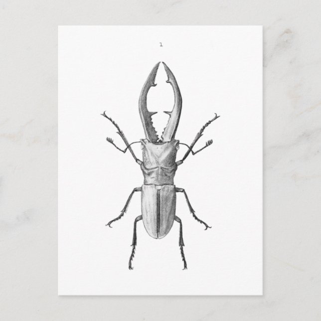 Vintage beetle illustration card (Front)