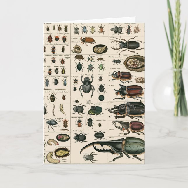 Vintage Beetle Illustration Card (Front)