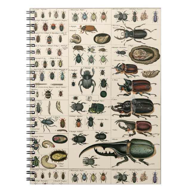 Vintage Beetle Illustration Notebook (Front)