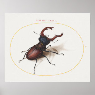 Vintage Beetle Illustration Poster