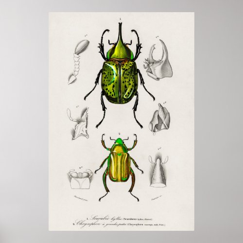 Vintage Beetle Illustration Poster